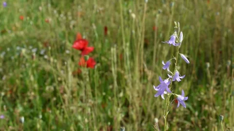 Flowers in the field Stock Footage 131914426