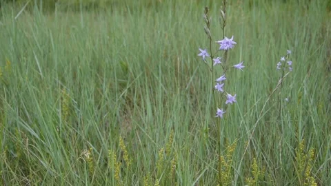 Flowers in the field Stock Footage 132152439