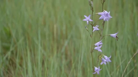 Flowers in the field Stock Footage 132359199