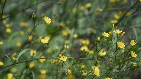 Flowers in the field Stock Footage 132916146