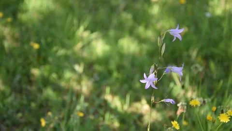 Flowers in the field Stock Footage 133457510