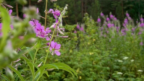 Flowers in the field 스톡 동영상 151948888