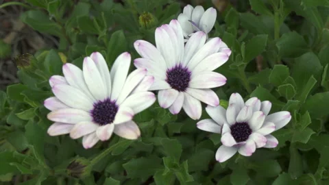 Flowers in field Video stock 155346904