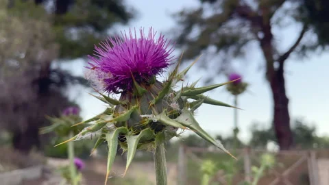 Flowers in field Video stock 155483447