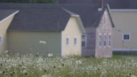 FLOWERS IN FIELD Stock-Footage 186730081