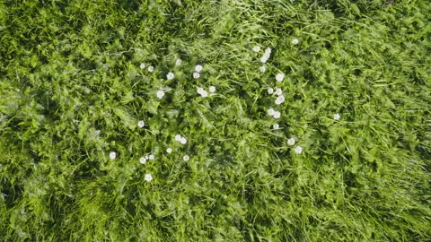 Flowers In A Field Stock Footage 221827905
