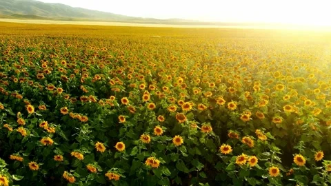 Flowers, field Stock Footage 313433958