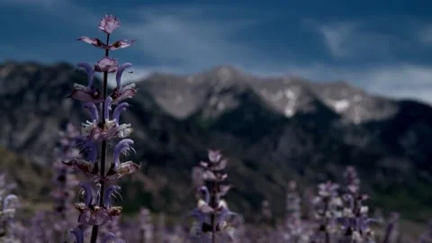 Flowers in field Stock Footage 314908396