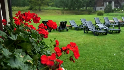 Flowers field meadows Stock Footage 201936335