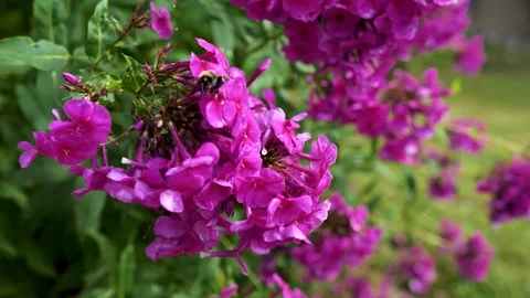 Flowers field meadows Stock Footage 201936381