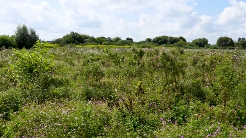 Flowers field meadows Stock Footage 201936448
