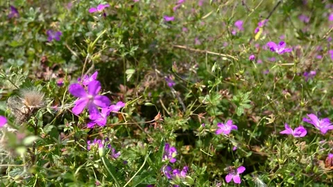 Flowers field meadows Stock Footage 201936453