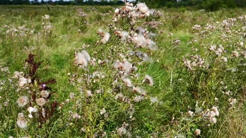 Flowers field meadows. Stock Footage 201936478
