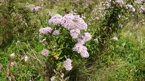 Flowers field meadows. Walking through summer meadow Stock Footage 201936475