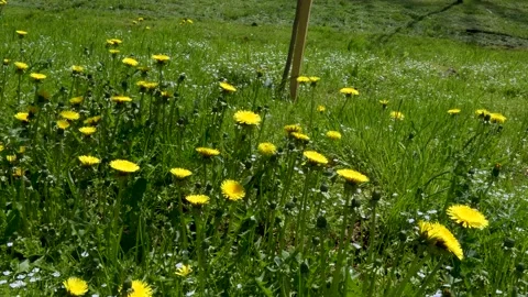 Flowers field meadows. Walking through summer meadow Stock Footage 201938894