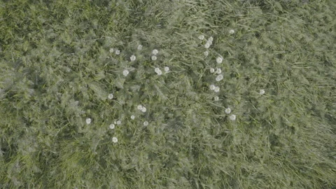 Flowers In A Field - No LUT Version Stock Footage 221828089