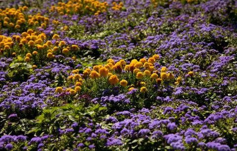 Flowers field Foto stock