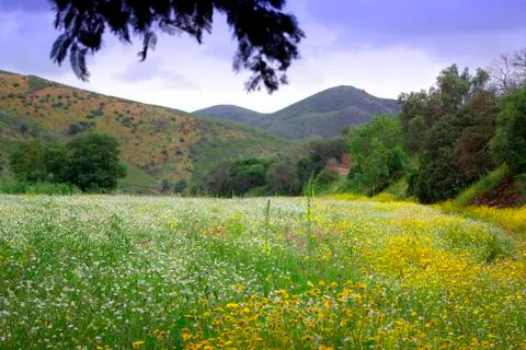 Flowers field Stock Photos