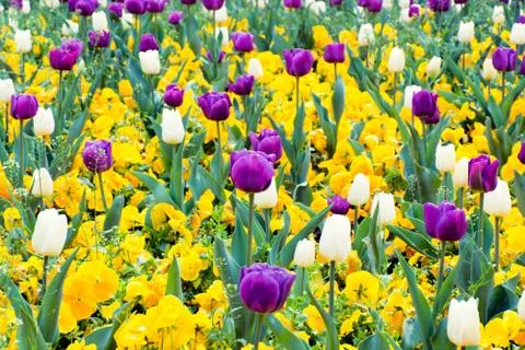 Flowers field Stock Photos