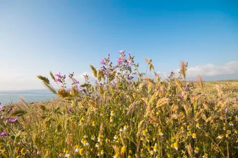 Flowers on the field Stock Photos