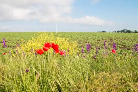 Flowers on the field Stock Photos