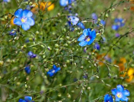 Flowers in field Stock Photos