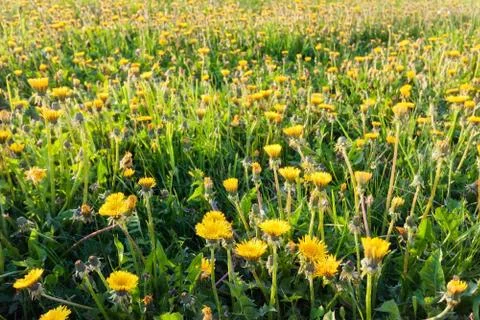 Flowers in field Stock Photos