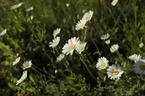 The flowers in the field Stock Photos