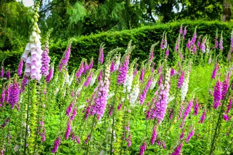 Flowers field Stock Photos