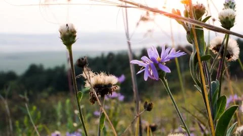 Flowers in the field Foto stock