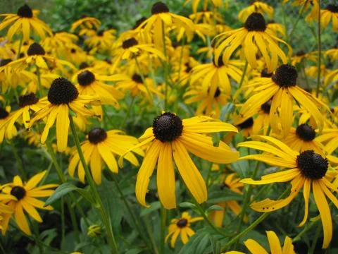 Flowers in a field Stock Photos