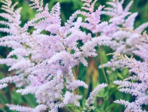 Flowers in field Stock Photos