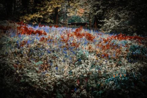 Flowers in the field Foto stock