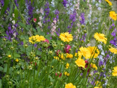 Flowers in the field Stock Photos