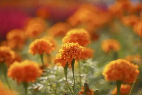 Flowers in a field Stock Photos