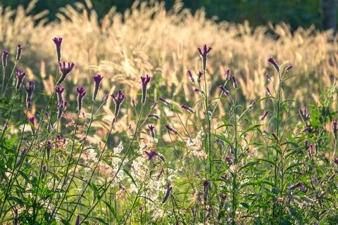 Flowers in the field Stock Photos