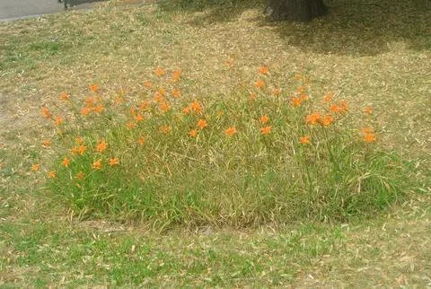 Flowers in the field Stock Photos