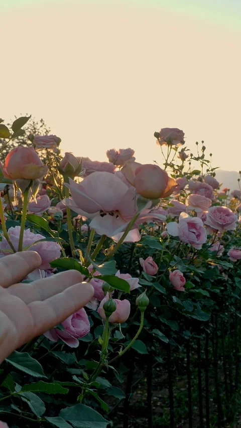 Flowers. Field of roses. Roses bloom. Close-up. Male hand touches rosebuds in Video stock 317536252