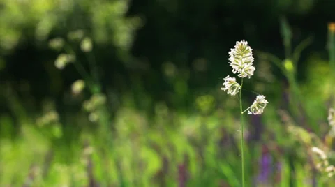 Flowers in the field shaking at wind Stock Footage 35736602