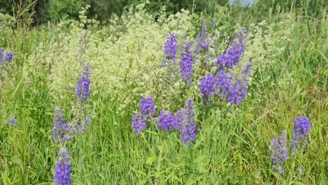 Flowers in a field in summer Video stock 245403257