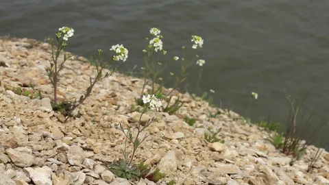 Flowers in Field (Sunny Weather) Stock Footage