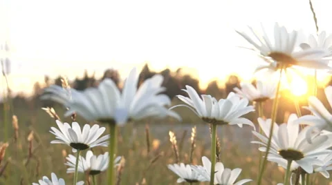 Flowers in field at sunset Stock Footage 39354866
