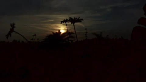 Flowers on a field at sunset Stock Footage 159057334