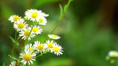 Flowers in the field swaying in the wind Stock Footage 43013004
