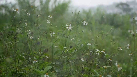 Flowers on the field swing in the wind during the rain. Shot through the muddy Stock Footage 137888569