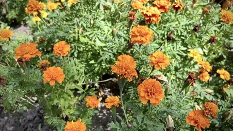 Flowers in the field with wind Stock Footage 254578481