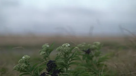 Flowers to Fields Focus 4K Stock Footage 66564316