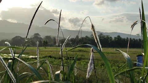 Flowers in the fields Video stock 249726083