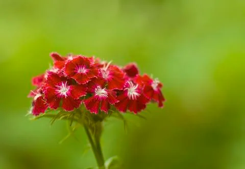 Flowers of the fields Stock Photos