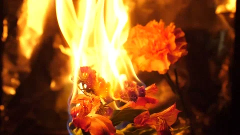 Flowers on fire Stock Footage